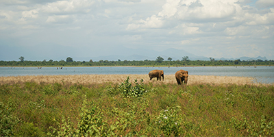 Elephants at Udawalawe
